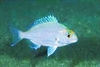 Red seabream (Pagrus major)