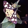Cream-spot tiger moth (Arctia villica)