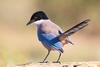 Iberian magpie (Cyanopica cooki)