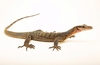 Peach-throated monitor (Varanus jobiensis)