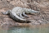 American crocodile (Crocodylus acutus)