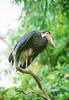 Storm's stork (Ciconia stormi)