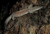 Spotted tree monitor (Varanus scalaris)