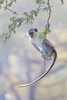 Green monkey (Chlorocebus sabaeus)