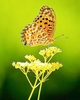 Indian fritillary (Argynnis hyperbius)