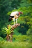 King vulture (Sarcoramphus papa)