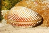 Angulate cockle (Vasticardium angulatum)
