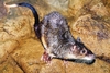 Rakali (Hydromys chrysogaster)