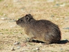 Montane guinea pig (Cavia tschudii)