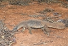 Argus monitor (Varanus panoptes)