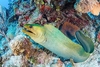 Green moray (Gymnothorax funebris)