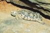 Pancake tortoise (Malacochersus tornieri)