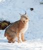 Canada lynx (Felis canadensis)