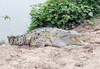 Orinoco crocodile (Crocodylus intermedius)