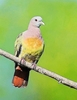 Pink-necked green pigeon (Treron vernans)