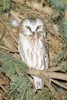 Northern saw-whet owl (Aegolius acadicus)
