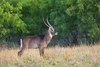 Waterbuck (Kobus ellipsiprymnus)