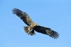 Tawny eagle (Aquila rapax)