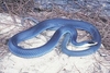 Eastern racer (Coluber constrictor)