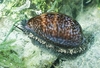 Atlantic deer cowrie (Macrocypraea cervus)