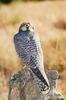 Lanner falcon (Falco biarmicus)