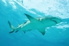 Lemon shark (Negaprion brevirostris)