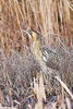 Eurasian bittern (Botaurus stellaris)