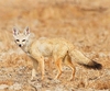 Pale fox (Vulpes pallida)