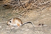 Hairy-footed jerboa (Dipus sagitta)