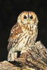 Tawny owl (Strix aluco)