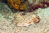 Ocellated electric ray (Diplobatis ommata)