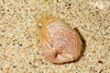 Thin heart cockle (Fulvia aperta)
