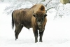 European bison (Bison bonasus)