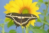 Giant swallowtail (Papilio cresphontes)