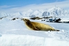 Crabeater seal (Lobodon carcinophagus)