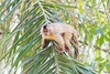 Brown capuchin (Cebus apella)