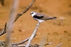 Letter-winged kite (Elanus scriptus)