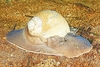 Northern moon snail (Euspira heros)