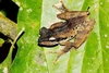 Dark-eared tree frog (Polypedates macrotis)