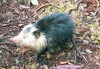 Cuban solenodon (Solenodon cubanus)