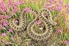 European adder (Vipera berus)