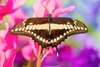 King swallowtail (Papilio thoas)