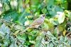 Straw-headed bulbul (Pycnonotus zeylanicus)