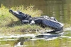 American alligator (Alligator mississippiensis)