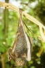 Spectacled flying fox (Pteropus conspicillatus)