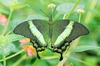 Emerald swallowtail (Papilio palinurus)