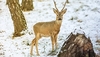 Siberian roe deer (Capreolus pygargus)