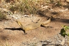 Mertens' water monitor (Varanus mertensi)