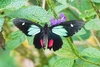 Green-celled cattleheart (Parides childrenae)