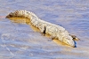 Marsh crocodile (Crocodylus palustris)